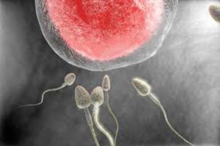 Fetish porn clips Microsort donor sperm